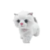 Gatito Paseos Planet Pets